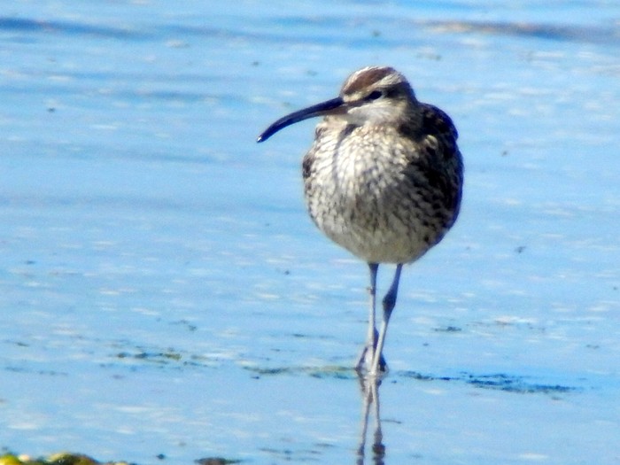 Whimbrel