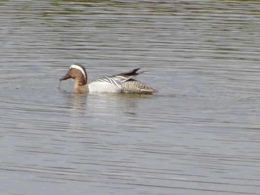 Garganey