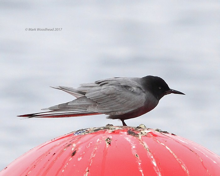 Black Tern