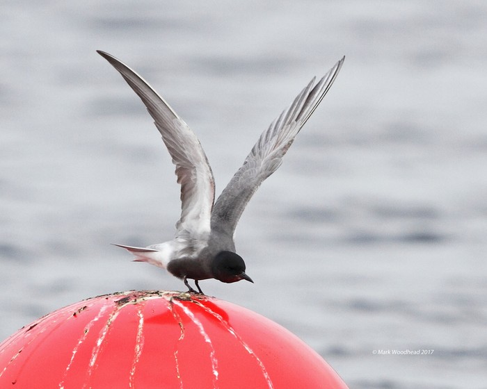 Black Tern