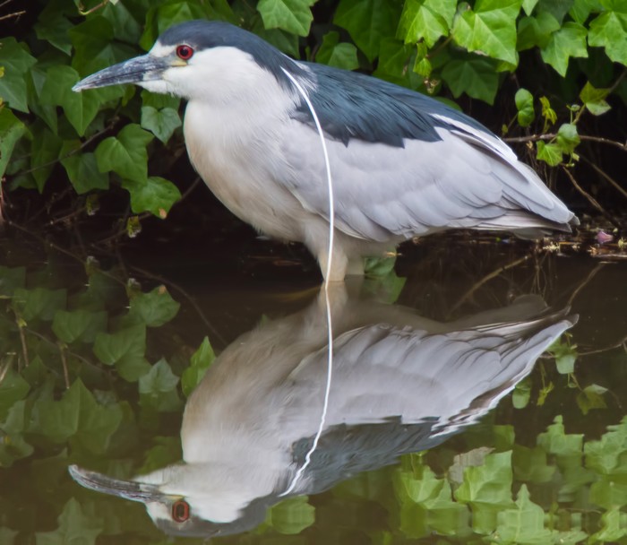 Night Heron