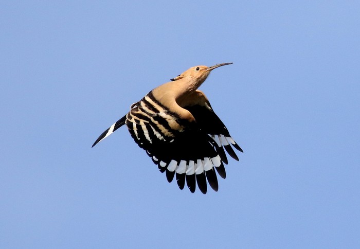 Hoopoe