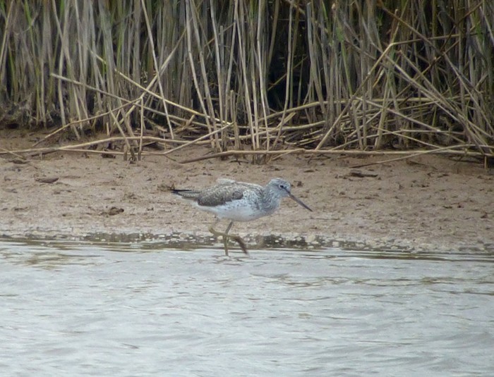 Greenshank