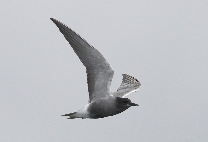 Black Tern