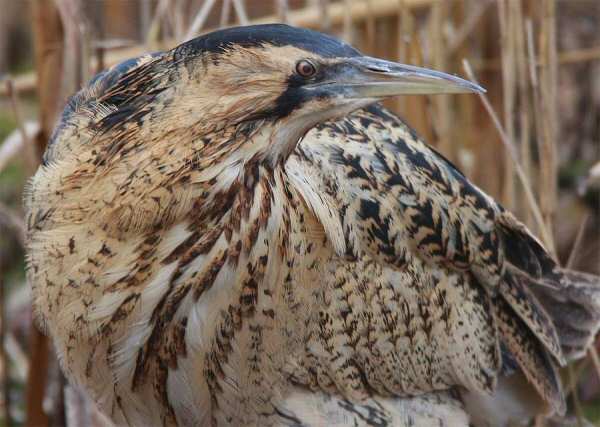 Bittern