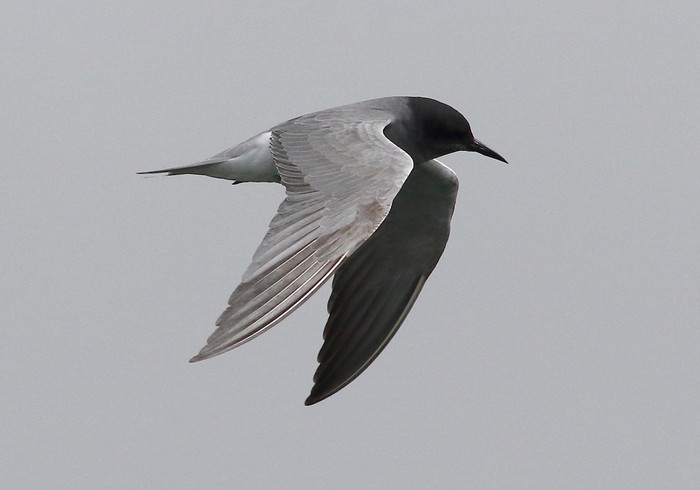Black Tern