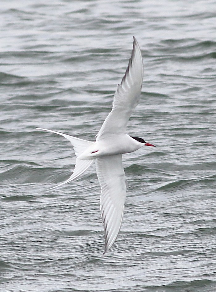 Arctic Tern