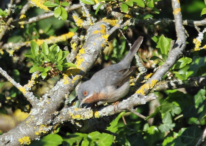 Eastern Subalpine Warbler
