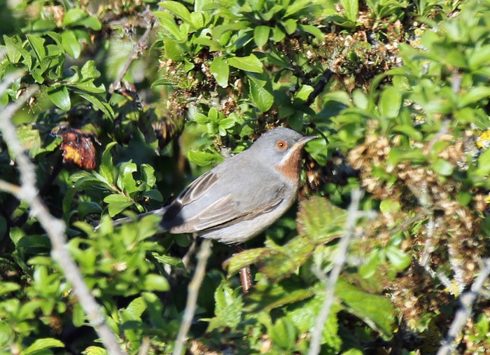 Eastern Subalpine Warbler