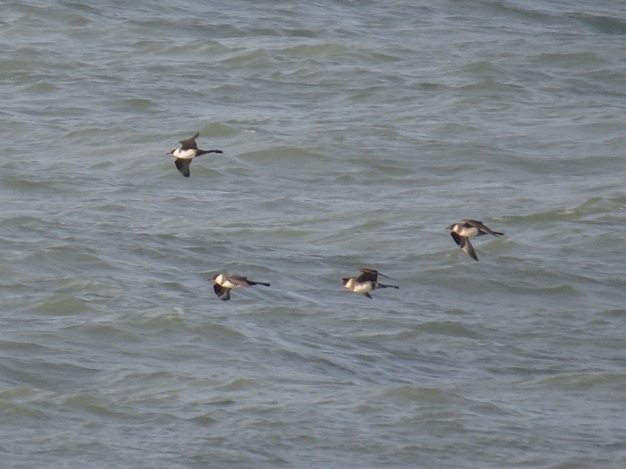 Pomarine Skua