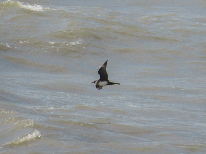 Pomarine Skua