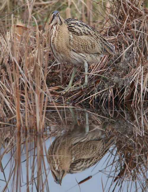 Bittern