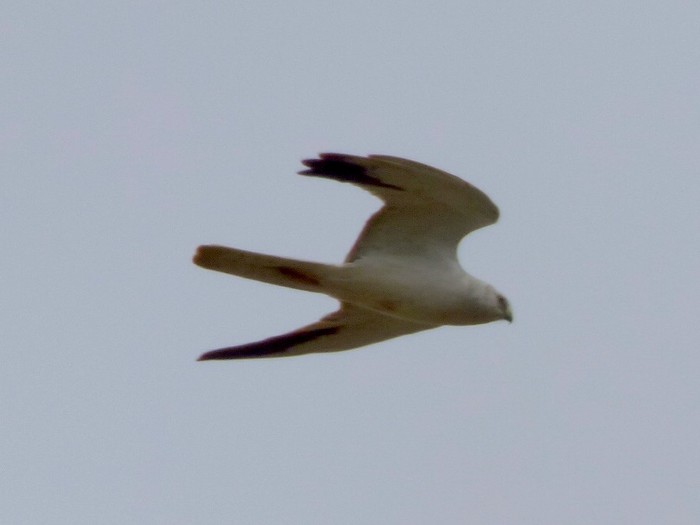 Pallid Harrier