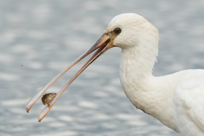 Spoonbill