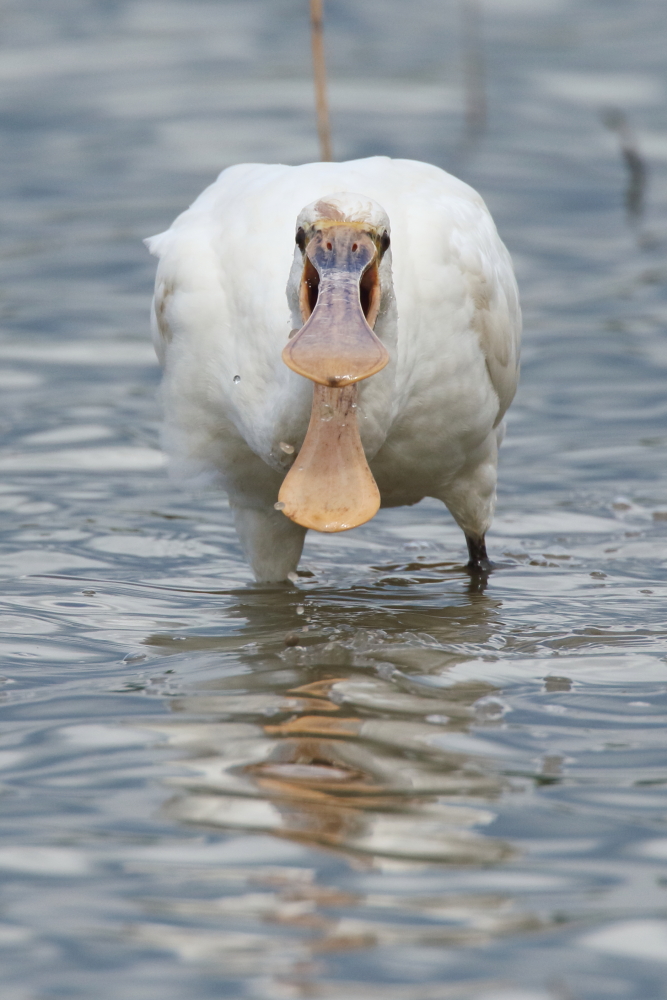 Spoonbill