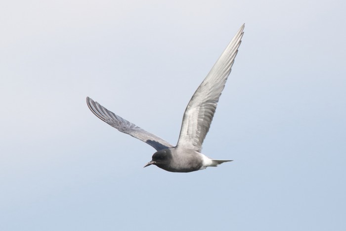 Black Tern
