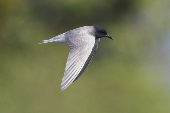 Black Tern