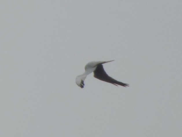 Pallid Harrier