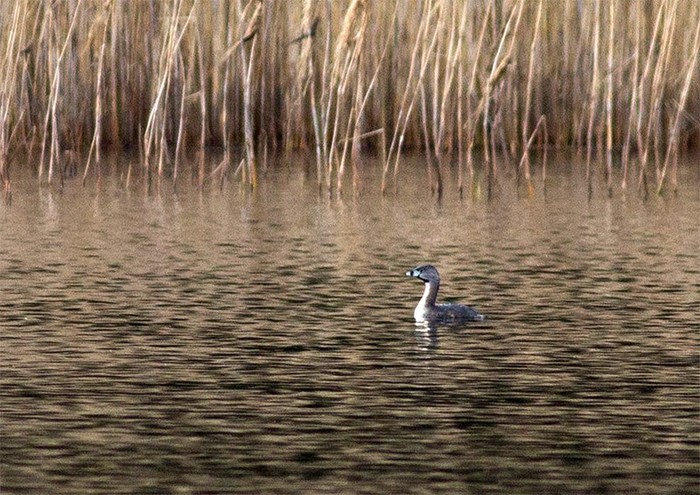 Pied-billed Grebe