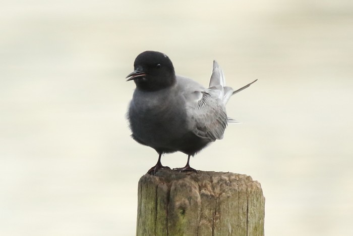 Black Tern
