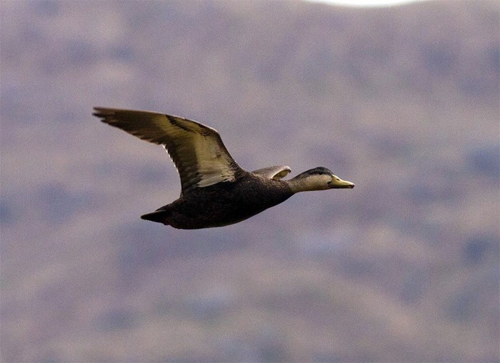 Black Duck