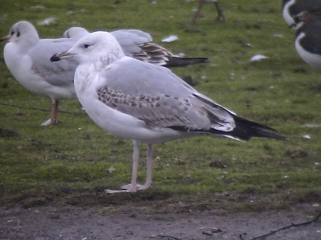 Caspian Gull