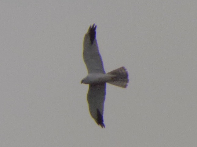 Pallid Harrier