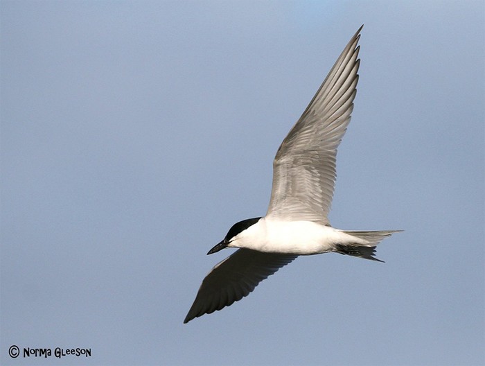 Gull-billed Tern