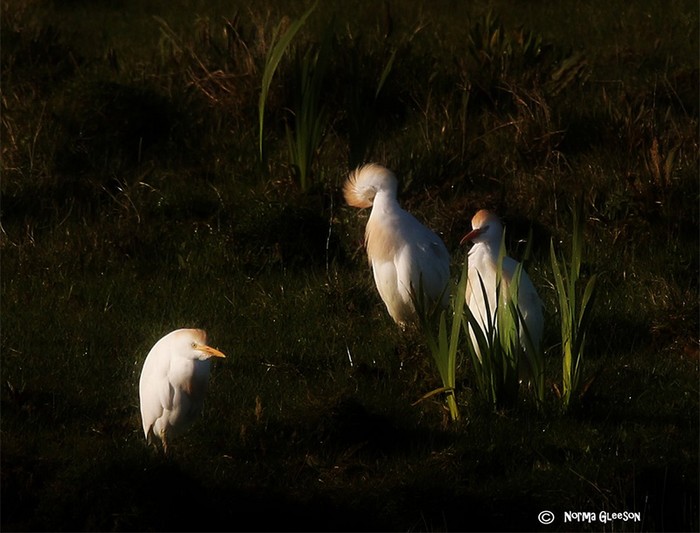 Cattle Egret