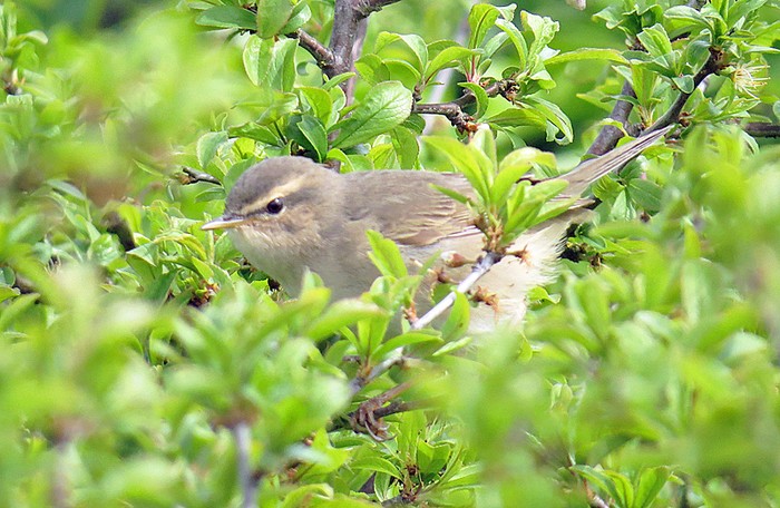 Dusky Warbler