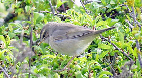 Dusky Warbler