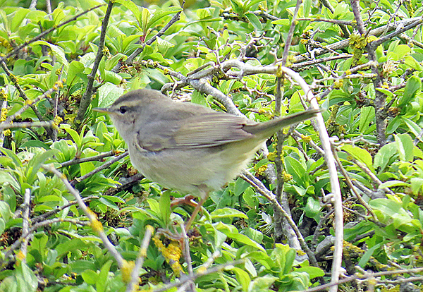 Dusky Warbler