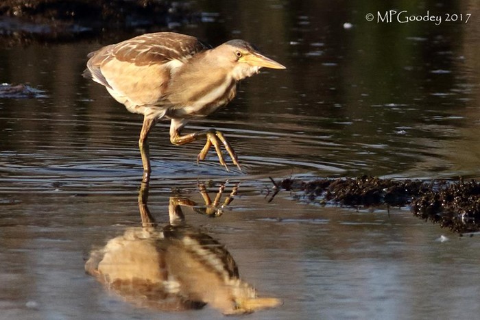 Little Bittern