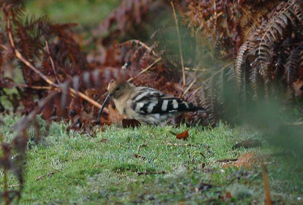 Hoopoe
