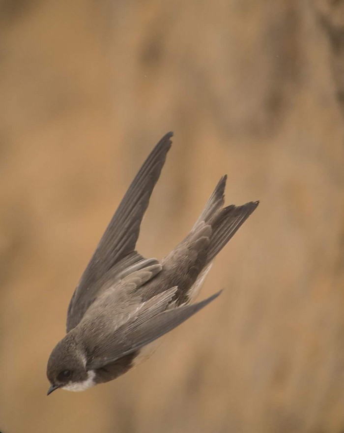 Sand Martin