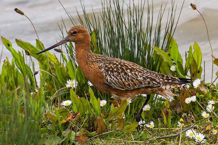 Bar-tailed Godwit