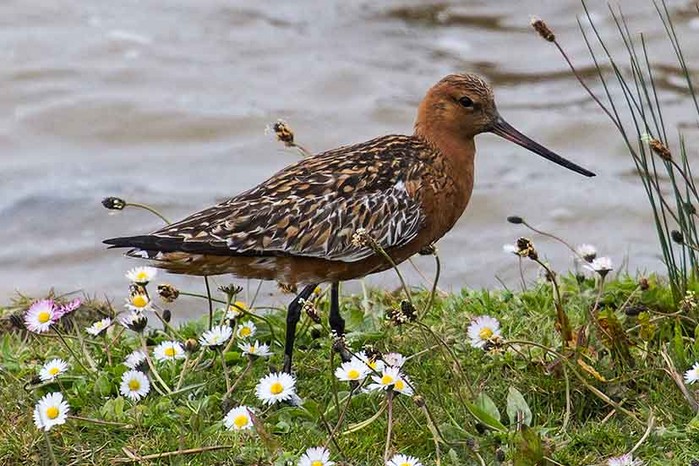 Bar-tailed Godwit