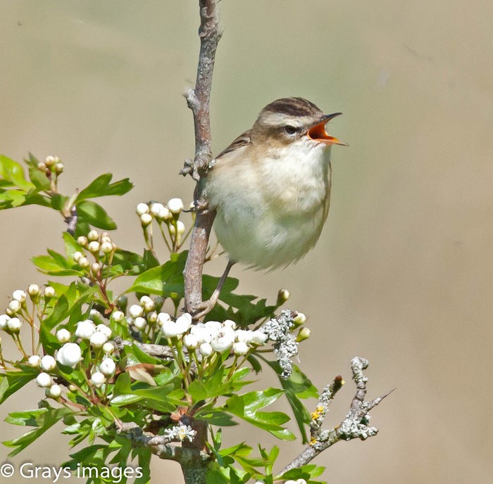 Sedge Warbler