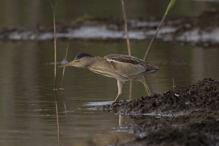 Little Bittern