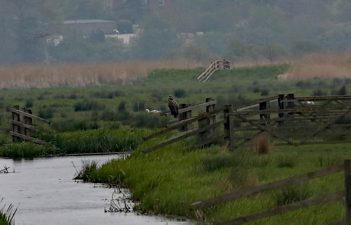White-tailed Eagle