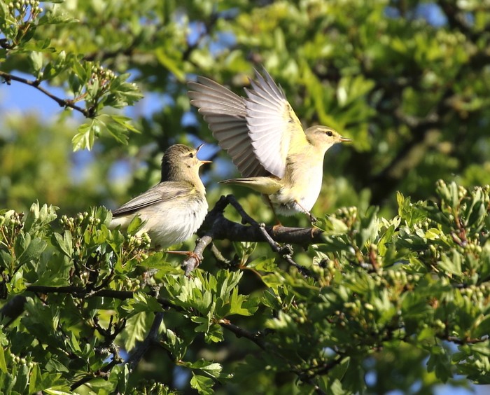 Willow Warbler