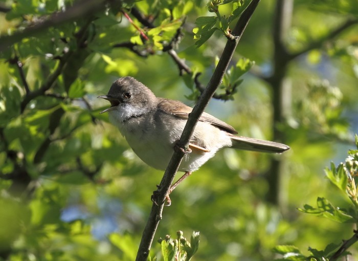 Whitethroat