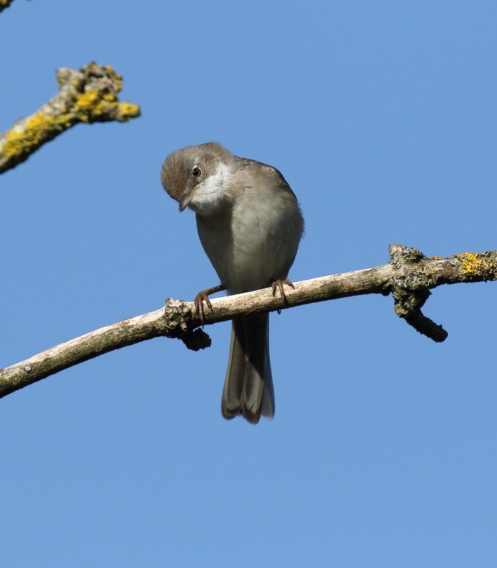 Whitethroat