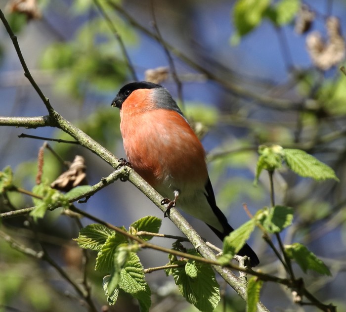 Bullfinch