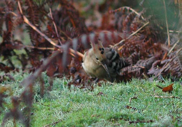 Hoopoe