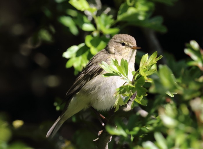 Chiffchaff