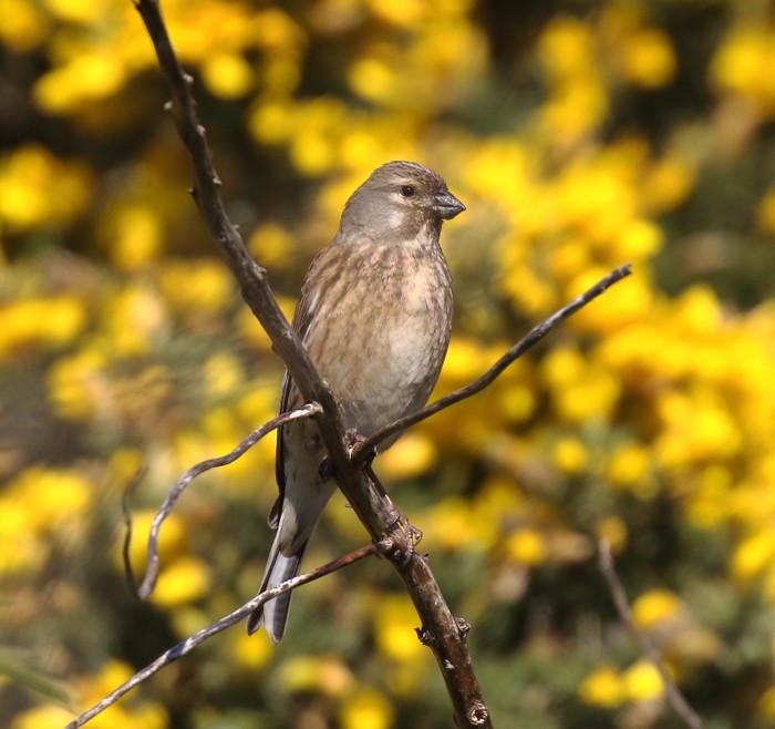 linnet