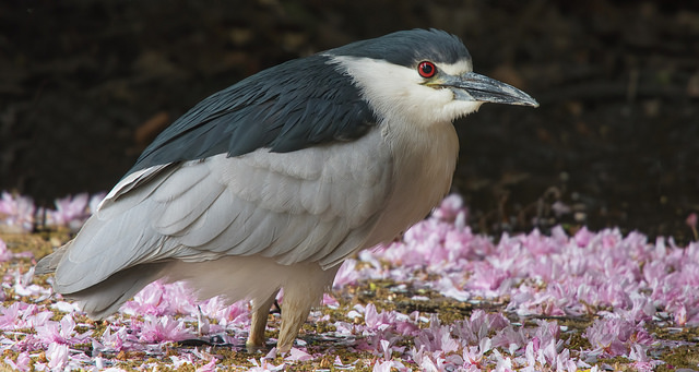 Night Heron