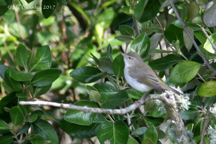 Western Bonelli's Warbler