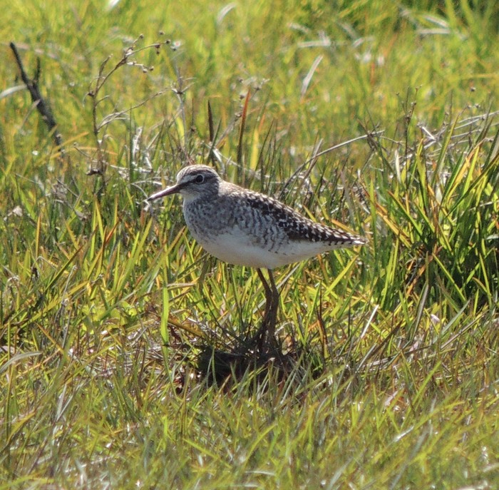 Wood Sandpiper